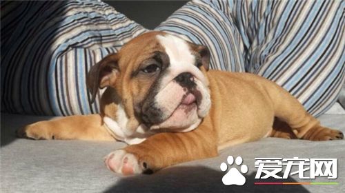 英國斗牛犬一次生幾個 按一年一窩算6窩左右