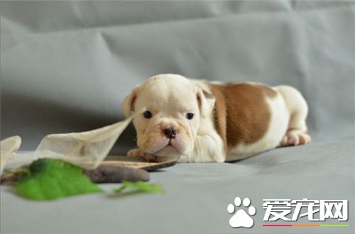 英國斗牛犬凶嗎 實屬善良親切忠實犬種