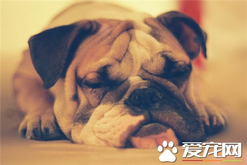 英國斗牛犬聽話嗎 對人極友善親切可信
