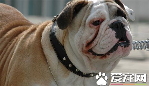 英國斗牛犬體味重嗎 吃狗糧的狗狗體味不會很大