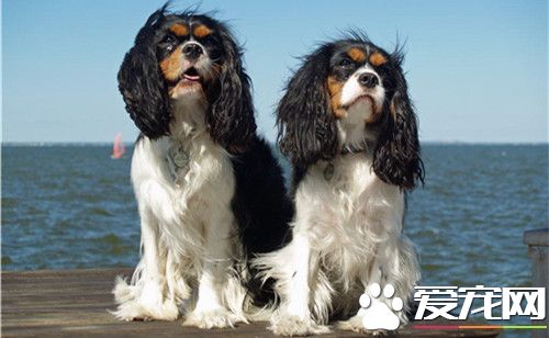 英國史賓格犬是英國皇家犬嗎 是英國皇家犬