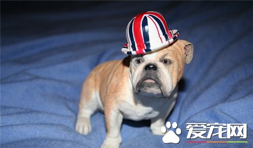 英國斗牛犬適合家養嗎 英國斗牛犬適合家養