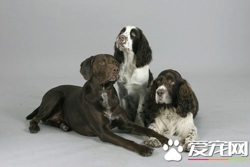 英國史賓格犬是不是牧羊犬 是最古老的狩獵犬