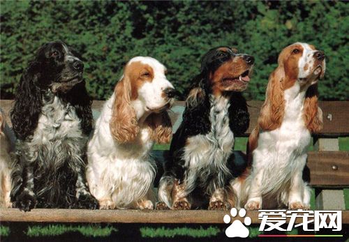 英國可卡犬的優缺點 可卡性情溫和聰明機靈