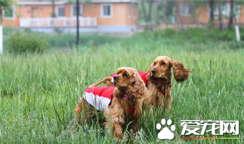 英國可卡犬的飼養 每天為可卡犬梳理毛發