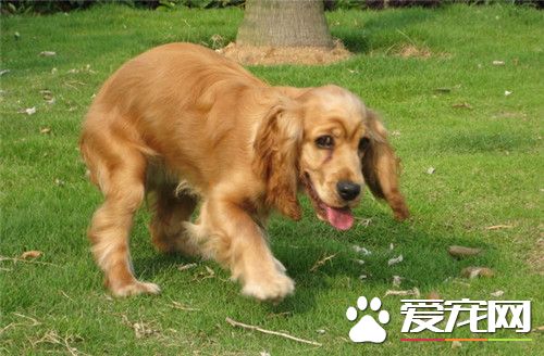 英國可卡犬的壽命 壽命一般都在12-15年之間