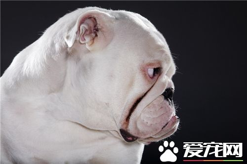 英國斗牛犬幼犬喂養 喂養斗牛犬要選用平底碗