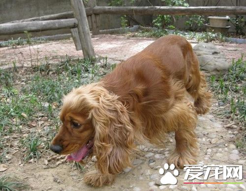 英國可卡犬大嗎 英國可卡犬是一中型犬
