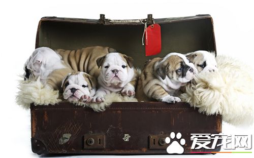 英國斗牛犬智商 聰明的英斗還很會捕捉老鼠