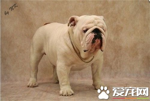 英國斗牛犬飼養經驗 英國斗牛犬的喂養