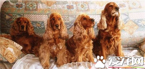 英國可卡犬體味大麼 口臭是可卡犬體臭的頭號殺手
