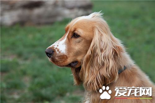 英國可卡犬體味程度 英國可卡犬有體味