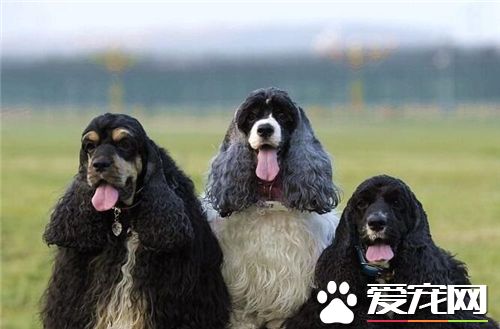 英國可卡犬適合家養嗎 還是比較適合家養的