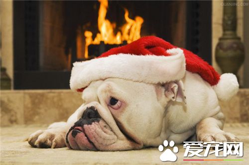 英國斗牛犬智商排名 智力排名在77左右
