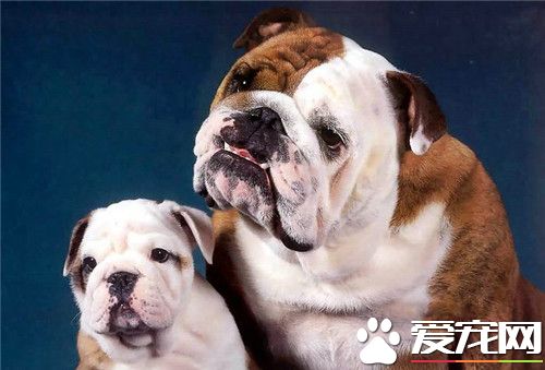 英國斗牛犬幼犬的飼養方法 發育的階段注意事項