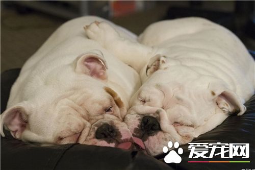 英國斗牛犬飼養方法 每天定時喂養英國斗牛犬