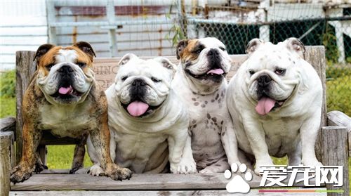 英國斗牛犬壽命多長 平均壽命在12-15歲左右