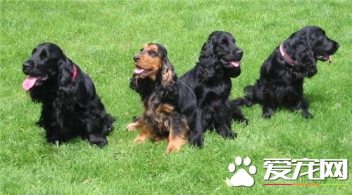 英國可卡犬愛叫嗎 多准備一些喜歡的玩具