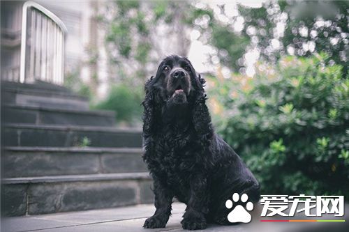 英國可卡犬吃什麼狗糧 根據狗狗的口味來選擇