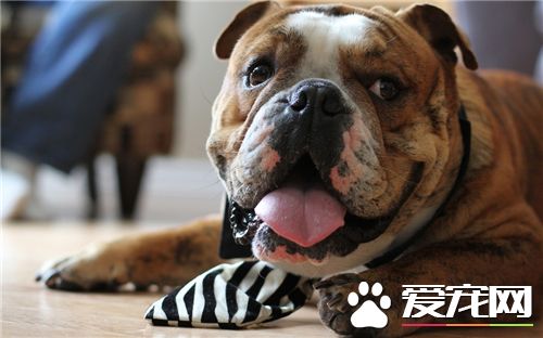英國斗牛犬的資料 英國斗牛犬其面部有皺褶