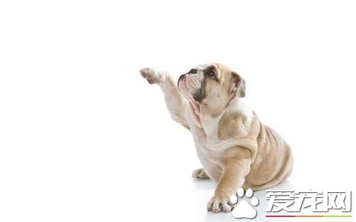 英國斗牛犬怎麼看純不純 特別要選身體結實健壯