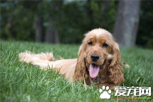 英國可卡犬掉毛程度 一般掉毛的量都是很少