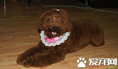 棕色卷毛比熊犬吃什麼 應配肉類150-180克