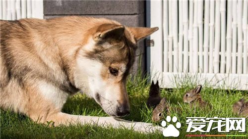 狗和兔子能一起養嗎 一定要將兔子和狗分開