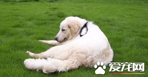 怎麼養大白熊犬 提供一個寬敞舒適的生活環境
