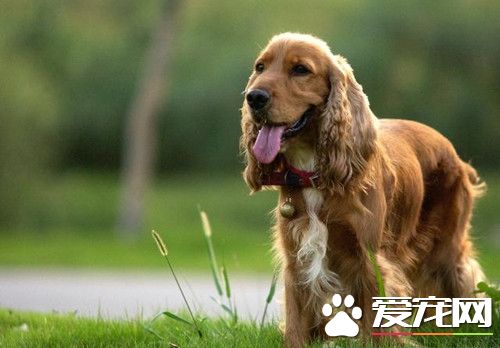 英國可卡犬性格 可卡犬性格歡快而摯愛的狗