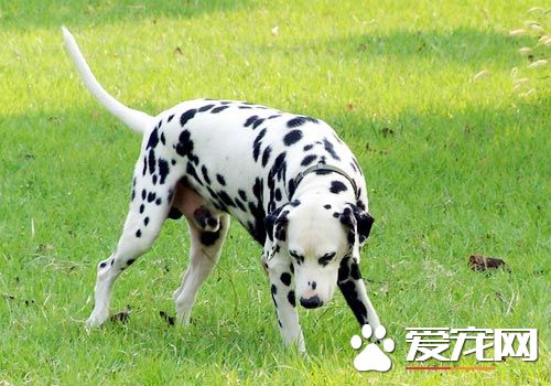 大麥町犬智商排名多少 大麥町犬智商排名39名