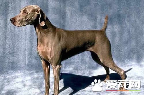 魏瑪犬和拉布拉多比較 魏瑪犬和拉布拉多特征