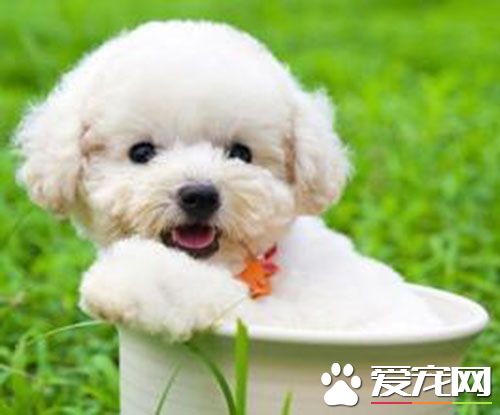 卷毛比熊犬怎麼樣 卷毛比熊犬頗有個性天性活潑