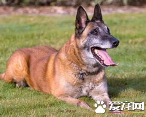大型比利時瑪利諾犬優缺點 非常受歡迎的狗狗