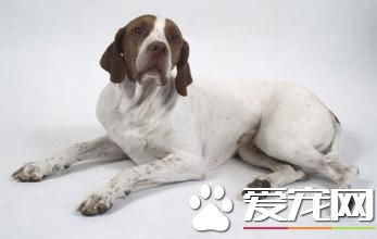 指示犬有哪些品種 常見的幾種指示犬品種