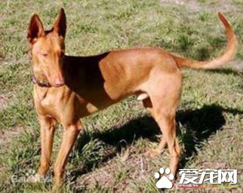 法老王獵犬性格 法老王獵犬屬於運動型的工作犬