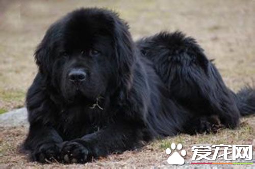 紐芬蘭犬介紹 紐芬蘭犬是一種性情甜蜜的狗