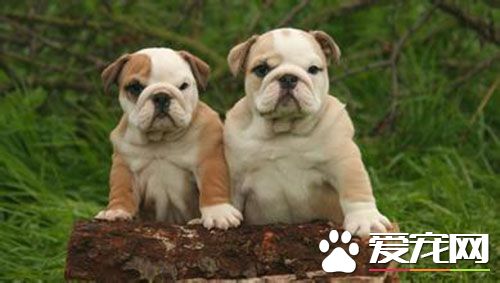 英國斗牛犬怕冷嗎 冬天如何護理好英國斗牛犬
