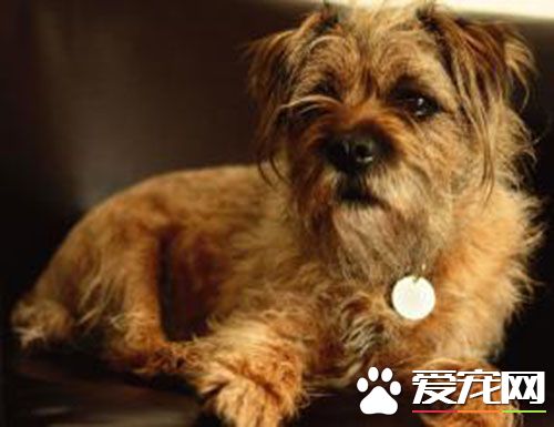 邊境梗好不好 努力工作而且充滿勇氣的工作犬