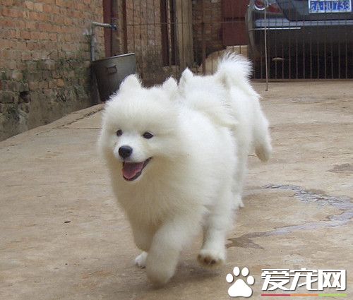 怎麼樣給薩摩耶犬美容 薩摩耶犬美容注意事項