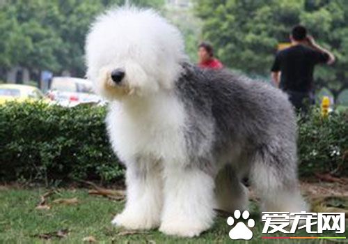 古代英國牧羊犬粘人程度 古代英國牧羊犬不粘人
