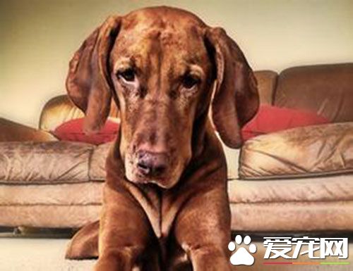 維茲拉犬缺點 羞怯膽小或神經質都屬於缺陷