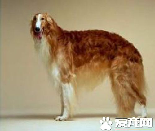 蘇俄獵狼犬掉毛程度 蘇俄獵狼犬平時並不會掉毛