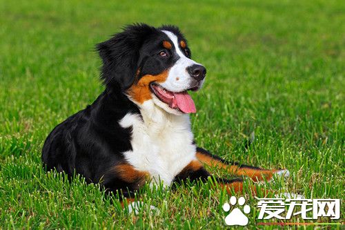 最大伯恩山犬多大 伯恩山犬的身高在50到70厘米