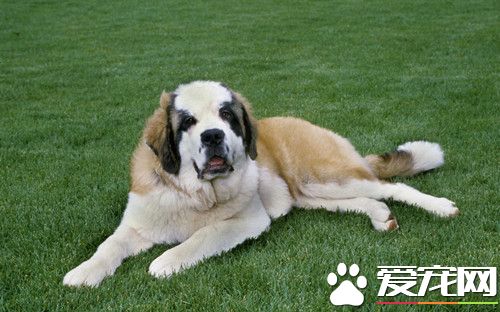 聖伯納犬多高 體重以及生活上有哪些習性