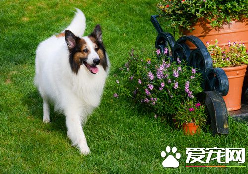 怎麼看蘇格蘭牧羊犬 看蘇格蘭牧羊犬的方法