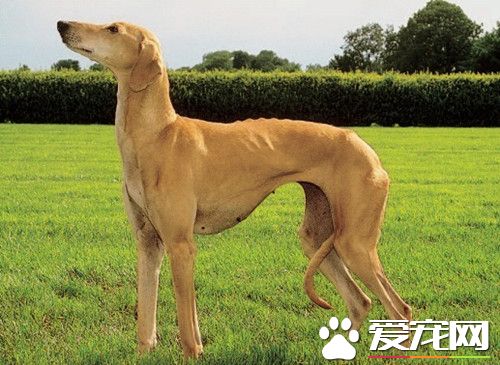 怎麼樣分辨格力犬靈缇犬 靈缇比格力的速度快