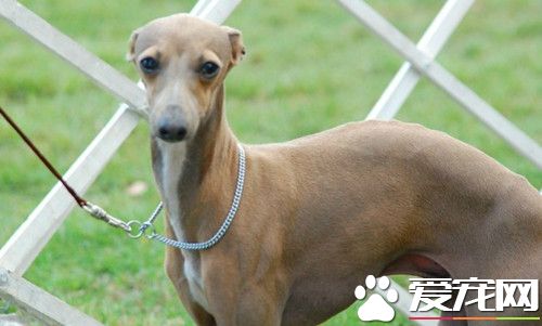 怎麼樣分辨純種靈缇犬 十種方法可以分辨靈缇犬