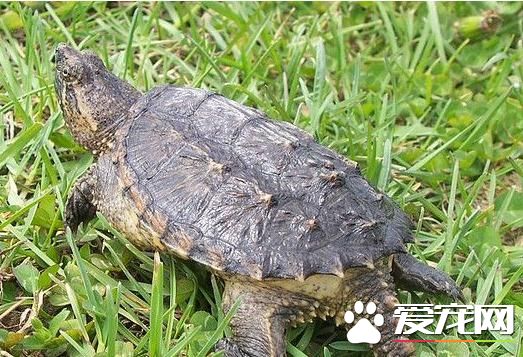 鳄龜能活多少年 飼養下的壽命一般為20-70歲