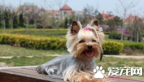 金毛尋回犬的食量 正確控制金毛尋回犬食量方法